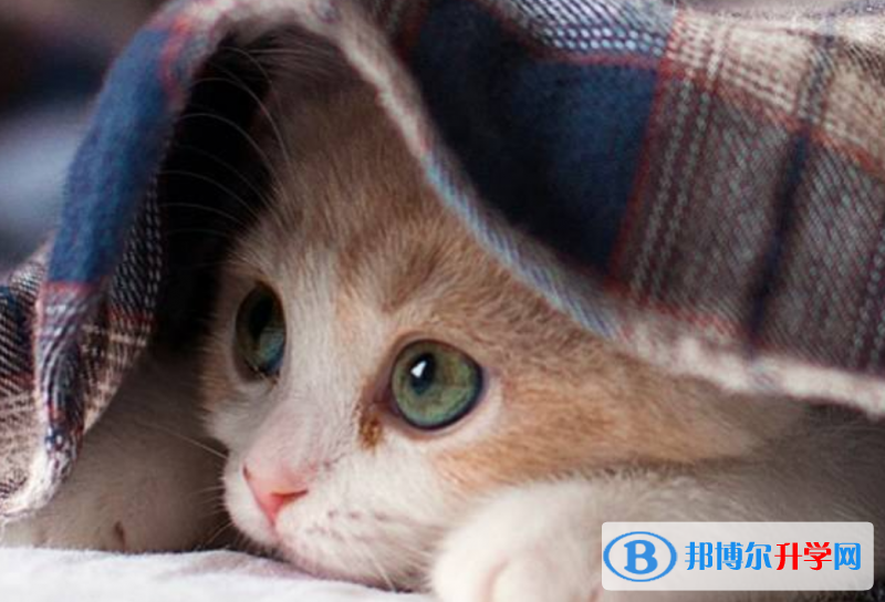 2020年巴中中考成績重點(diǎn)線