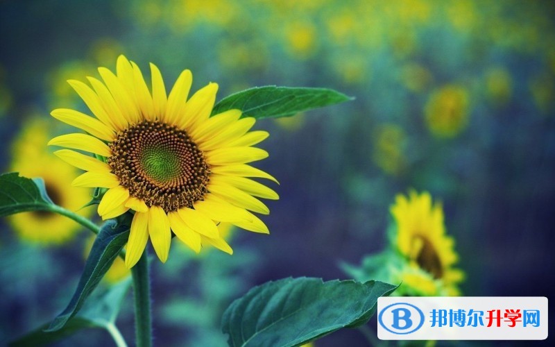2020年樂(lè)山中考成績(jī)?cè)谀睦锊樵? width=