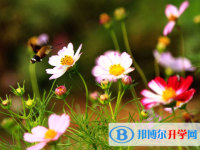 2020年玉溪中考招生學校