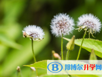 2020年玉溪中考重點復習