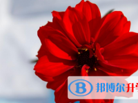 2021年宜賓怎樣從網(wǎng)上查詢中考成績