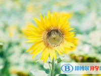 2021年廣安中考可以報哪些學校