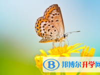 2021年甘孜什么是中考調(diào)劑生