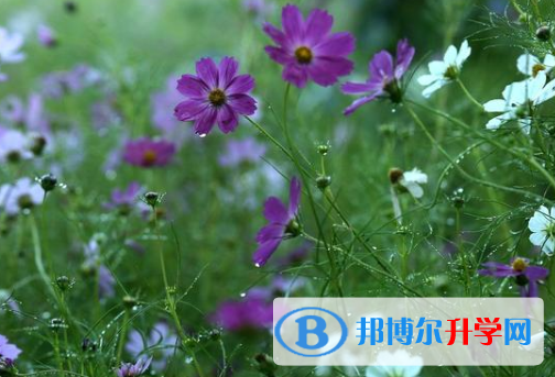 2021年渭南查詢中考成績上哪個網站