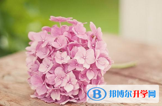 2020年自貢中考填志愿的網站