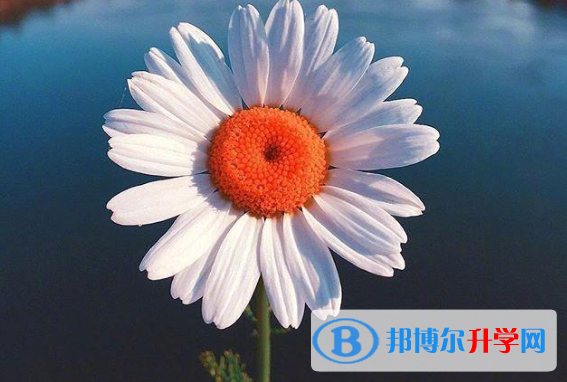 2020年自貢中考服務(wù)平臺