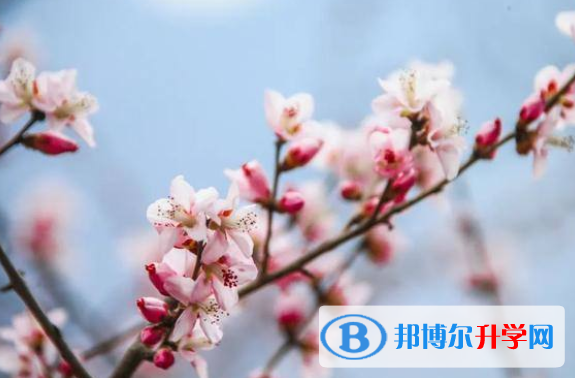 2020年樂山中考志愿填報技巧