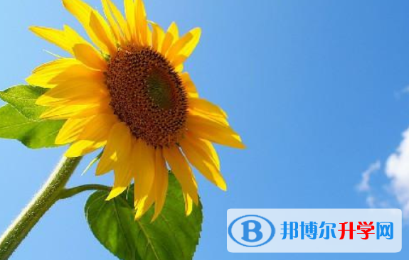 2020年樂山中考查詢網