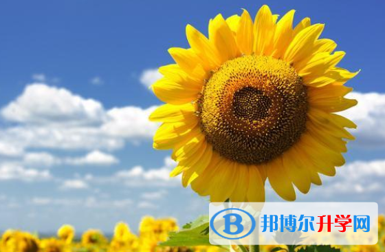 2020年南充中考怎么填志愿才可以上到好的學(xué)校