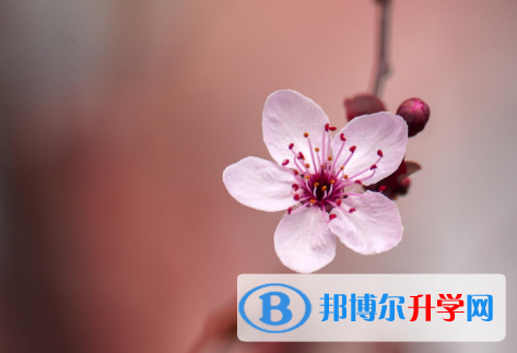 2021年延安中考網絡服務應用平臺