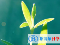 保定2021年中考報名服務(wù)平臺