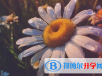 保定2021年中考453可以讀哪些學校