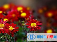 保定2021年中考模擬填報(bào)志愿