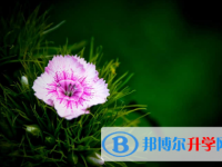 保定2021年中考網中考查詢
