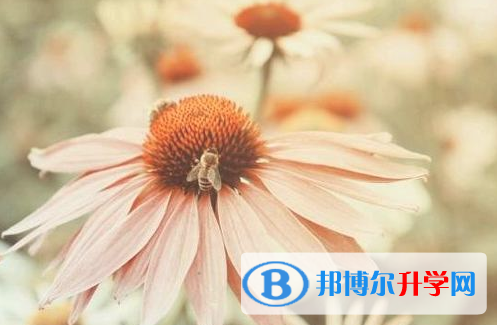 自貢2021年怎樣查詢中考藝體考試成績(jī)