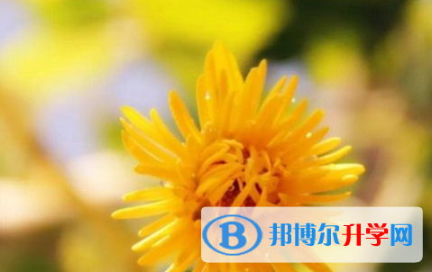 自貢2021年中考成績(jī)查詢系