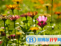 攀枝花2021年中考報名系統(tǒng)