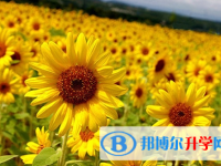 瀘州2021年如何查詢中考成績(jī)單
