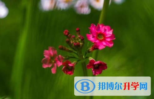 綿陽2021年中考線預(yù)測