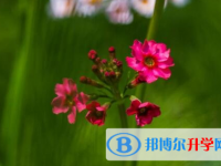 綿陽2021年中考線預(yù)測(cè)