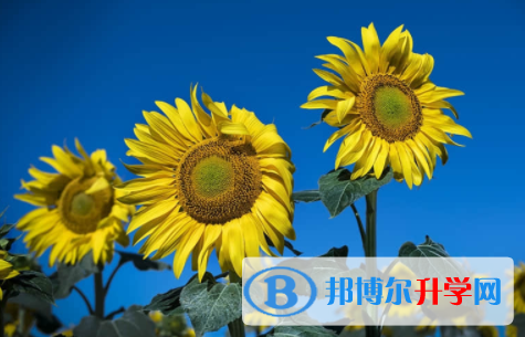 內江2022年還有一天中考怎么辦