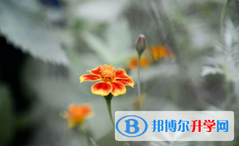 南充2022年中考體考成績(jī)查詢