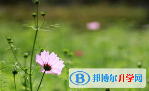 廣安2022年中考成績(jī)?cè)趺床樵?xún)