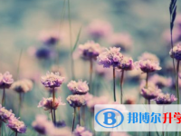 達州2022年中考招生網絡應用服務平臺