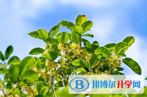 阿壩2022年教育網中考查詢