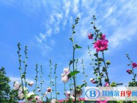 資陽2022年中考調(diào)劑志愿